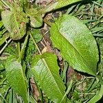 Rumex × acutus Leaf