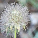 Pterocephalus plumosus Flower