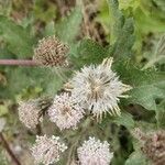 Petasites frigidus Blad