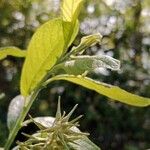 Salix hastata Blad