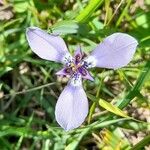 Herbertia lahue Flower