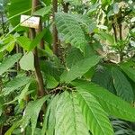 Theobroma cacao Leaf