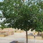 Cordia dichotoma Habit