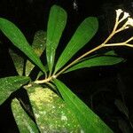 Euphorbia sinclairiana Blad