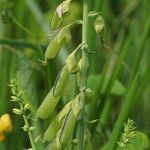 Crotalaria spectabilis Плод