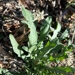 Centaurea paniculata Blad