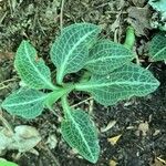 Goodyera pubescens Blatt