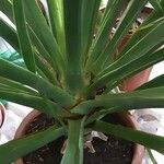 Dracaena draco Hostoa