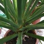 Dracaena draco पत्ता