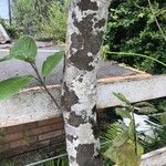 Magnolia kobus Bark