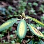 Rhododendron augustinii Hoja