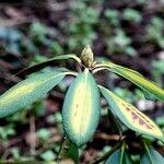 Rhododendron augustinii Frunză