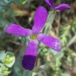 Matthiola sinuata Õis