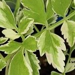 Oenanthe fistulosa Leaf