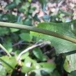 Smilax bona-nox Bark