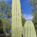 Pachycereus pringlei Leaf