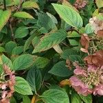 Hydrangea serrata Ліст