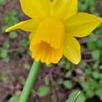 Narcissus cyclamineus Blomst