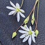 Stellaria gramineaBlodyn