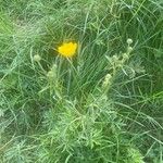 Ranunculus bulbosus Feuille