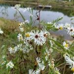 Symphyotrichum lanceolatumÇiçek