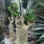 Cyphostemma juttae Corteza
