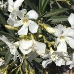 Nerium oleander Floare