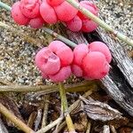 Ephedra distachya Fruit