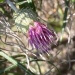 Ptilostemon gnaphaloides 花