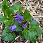 Viola × melissifolia Habit