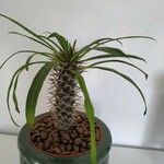 Pachypodium geayi Φύλλο