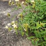 Barleria eranthemoides Habit