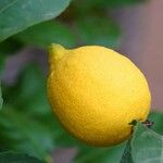 Citrus medica Frucht