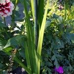 Gladiolus murielae Folha