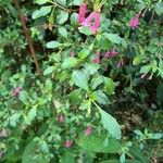 Fuchsia microphylla পাতা