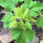 Xanthium strumariumফল