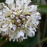 Noccaea caerulescens Blüte