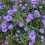 Symphyotrichum oblongifolium برگ