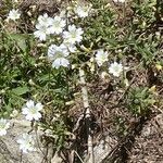 Cerastium arvense Habitus