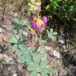 Lupinus stiversii 花