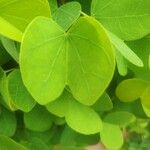 Bauhinia galpinii Leaf