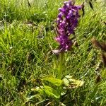 Dactylorhiza majalisBlüte