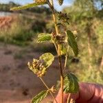 Malvastrum americanum Feuille