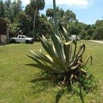 Agave weberi Leaf