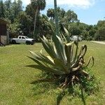 Agave weberi Blatt