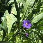 Solanum laciniatumফুল