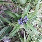 Gentiana cruciata പുഷ്പം