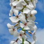 Hesperis matronalis Flower