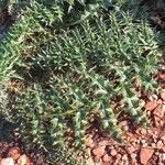 Cynara cornigera Blad