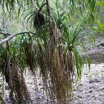 Pandanus tectorius Blatt